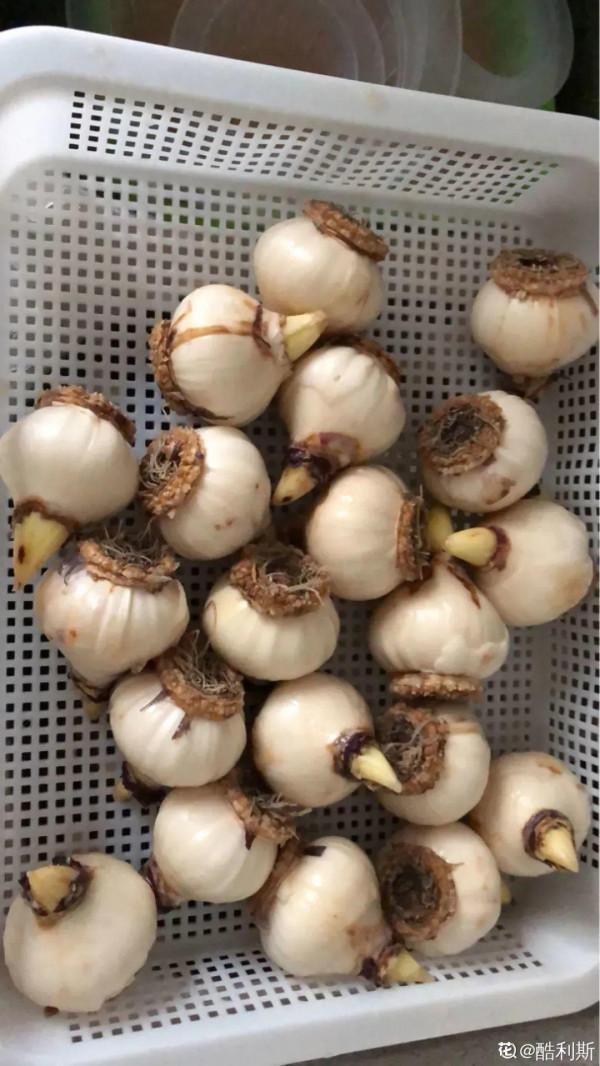 風信子到了夏天，趕緊挖出來埋沙裡，秋天繼續種