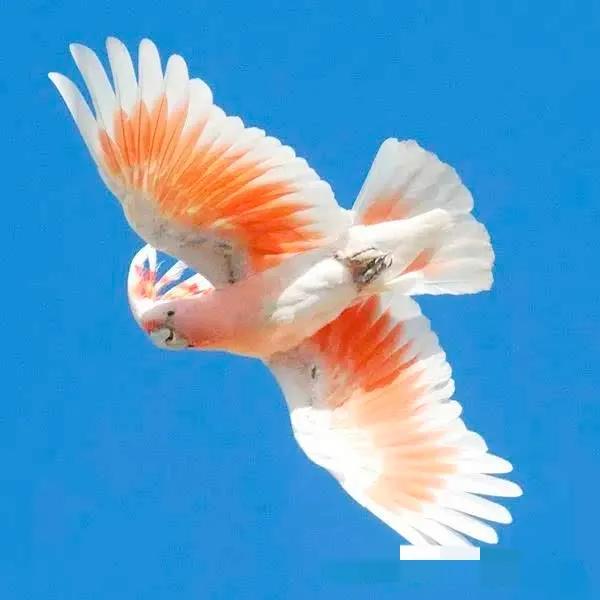 米切氏鳳頭鸚鵡 酋長好!w~w~w 米切氏鳳頭鸚鵡 酋長好!w~w~w