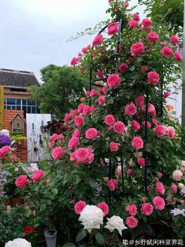 有這4個特點的院子,不拿來養花,簡直就是浪費 有這4個特點的院子,不拿來養花,簡直就是浪費