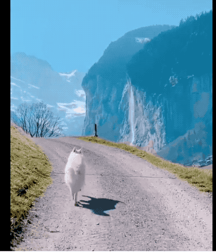 30張罕見的照片，袋鼠在雪地中瘋狂亂跑，老鼠們纏在一起變成鼠王