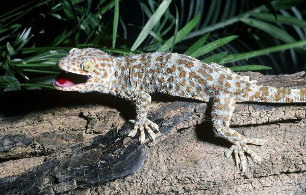 動物世界大全 第四章 爬行動物（三）圖文解析每天為你展現動物知識