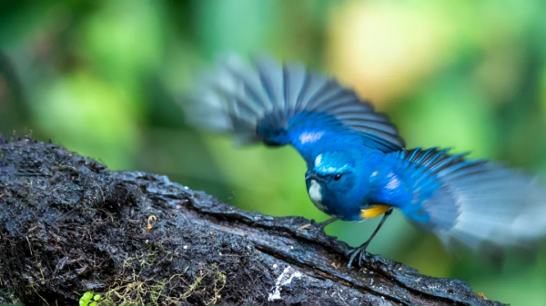 「山西鳥類圖鑑」| ​藍眉林鴝