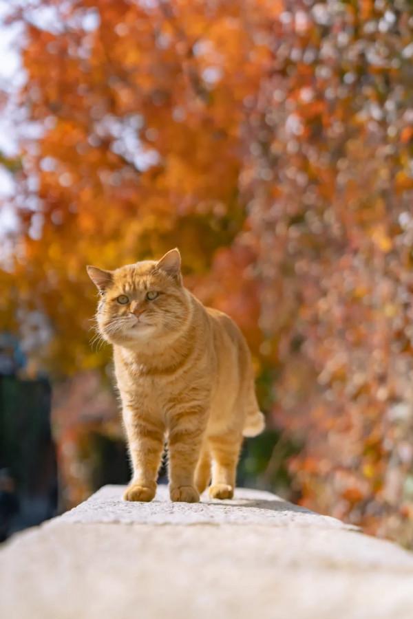 古北水鎮十月金秋裡,每一隻橘貓都那麼好看 古北水鎮十月金秋裡,每一隻橘貓都那麼好看