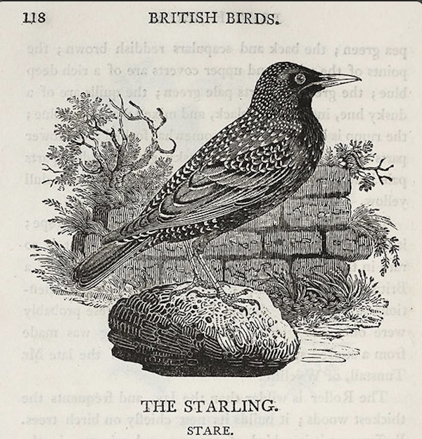 狂熱莎翁粉絲在紐約放飛60只小鳥，百年後竟變成全美國的災難