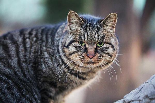 捏住小貓的後頸，小貓會變得乖巧，捏住老虎的後頸會有什麼結果？