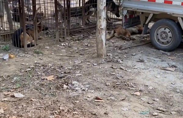 狗市裡的成年犬有多慘？德牧悶死隨意丟，臨了套上麻袋不知帶去哪