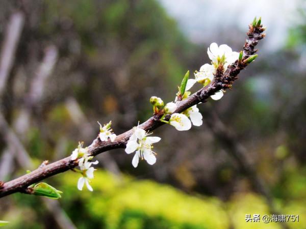 十八羅漢山的梨花開了