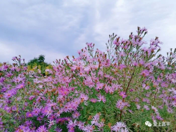 昌平這幾座姿態萬千的橋,每座都連著賞不夠的好風景 昌平這幾座姿態萬千的橋,每座都連著賞不夠的好風景