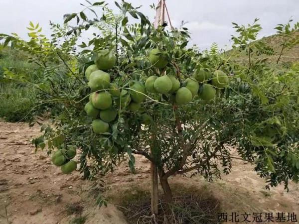 西北文冠果基地突破文冠果移栽成活難和低產兩大難關