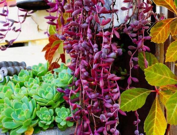 發現一戶人家，大冬天陽臺的“多肉”，長成了“瀑布”，太壯觀了