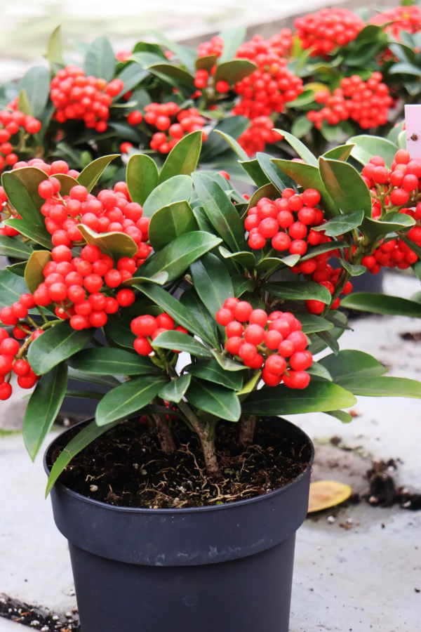 紅火過年，寓意吉祥，春節年宵花選購指南第1期，附養護攻略