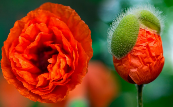 5天后，4個星座男，勢頭越來越好，邁過窘境，迎來光明