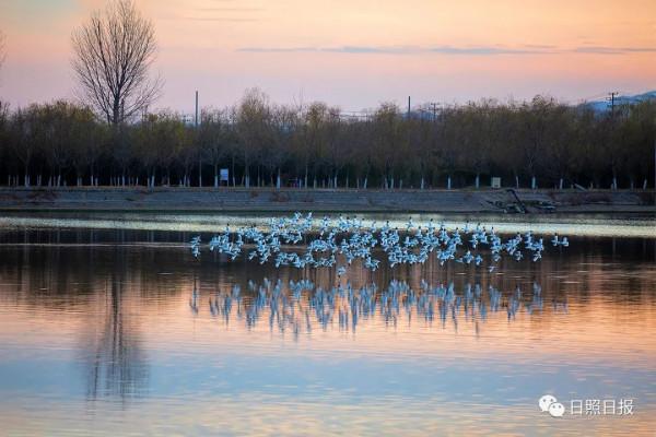 日照 · 冬 · “溼地精靈”​ 日照 · 冬 · “溼地精靈”​