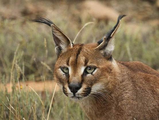 ​世界上最美麗的10種動物,你覺得呢 ​世界上最美麗的10種動物,你覺得呢