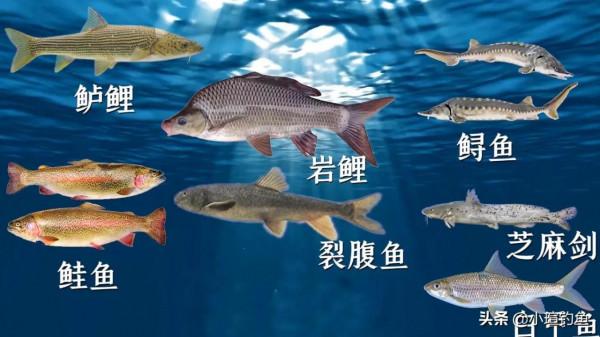 國內釣到這些“牢底坐穿魚”，務必放生，每年都有人誤釣它們被抓