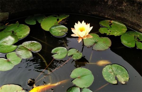 水缸裡如何種植睡蓮?加上“1物”事半功倍,鄉間尋常可見的植料 水缸裡如何種植睡蓮?加上“1物”事半功倍,鄉間尋常可見的植料