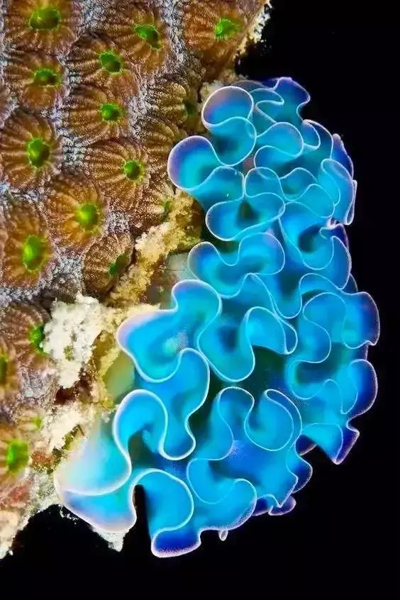 分享圖片&mdash;&mdash;海洋之花