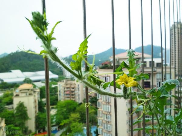 《紅旗渠》之文化觀察：為什麼說中國超越美國是歷史的必然？