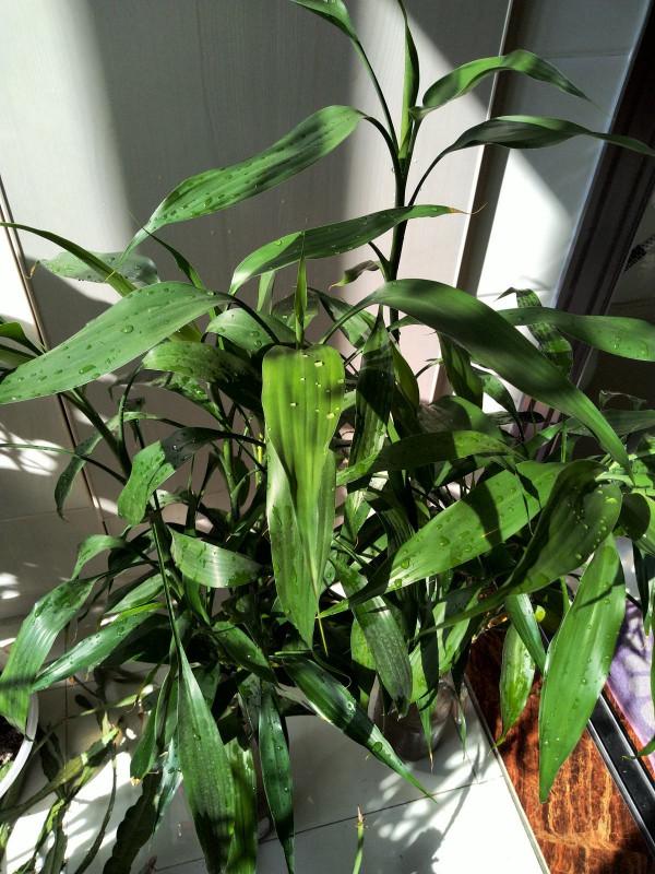 4種竹子特吉祥，有富貴招財好寓意，日子越來越紅火