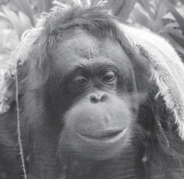 那隻會畫畫的猩猩走了,但它的畫作出版了 那隻會畫畫的猩猩走了,但它的畫作出版了