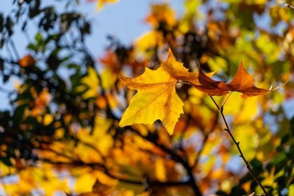 絕美！銀杏盡染無憂城，只看一眼就“淪陷”