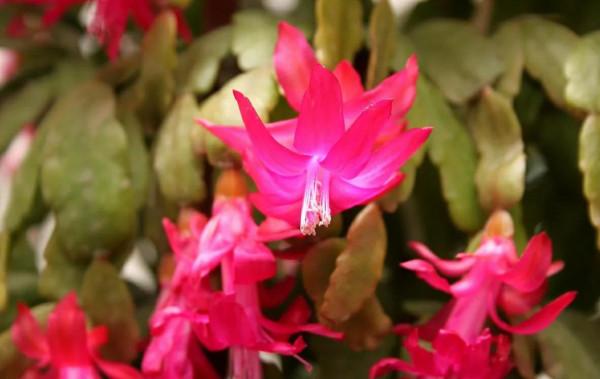 適合秋季養的10種花,代表冬天還能做年宵花,養在家裡紅火喜慶 適合秋季養的10種花,代表冬天還能做年宵花,養在家裡紅火喜慶