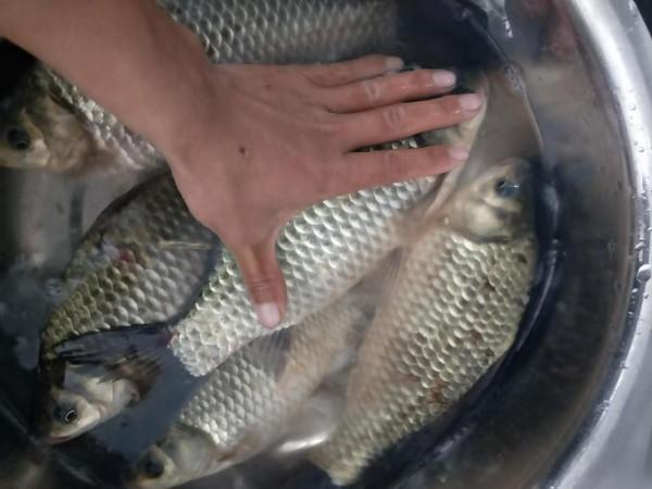 冬天釣鯽魚，這種方法不上魚不行