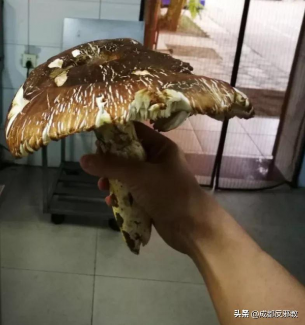 中國小夥逛非洲菜市場的真實感受:食物種類齊全、料理無奇不有 中國小夥逛非洲菜市場的真實感受:食物種類齊全、料理無奇不有