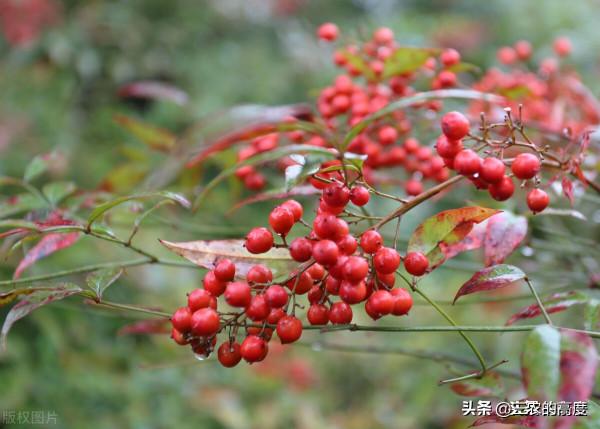 在鄉野分佈有5種野果,全都含有“劇毒”,遇到千萬不要採摘誤食 在鄉野分佈有5種野果,全都含有“劇毒”,遇到千萬不要採摘誤食