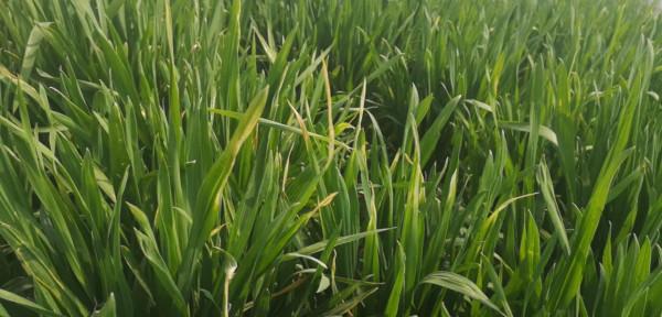 小麥如何拌種能高產？用對配方，防蟲防病效果好，又省錢