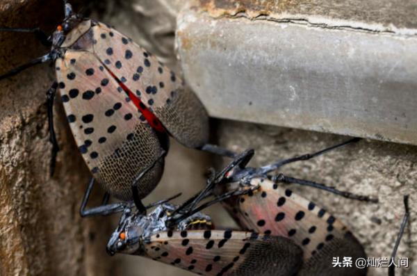 斑點昆蟲飛過美國，但官員們鼓勵消滅它
