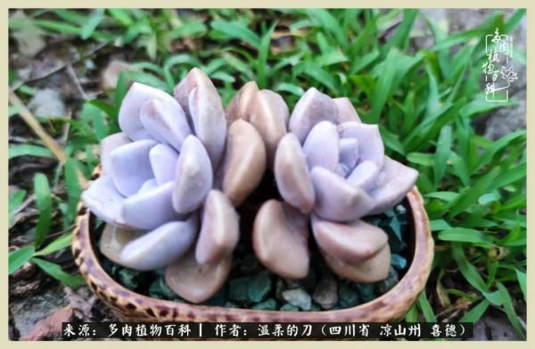 風吹過的夏天,你是仙子落凡間 風吹過的夏天,你是仙子落凡間