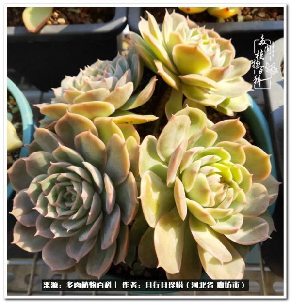 多肉的前世今生——論那些多肉的變化