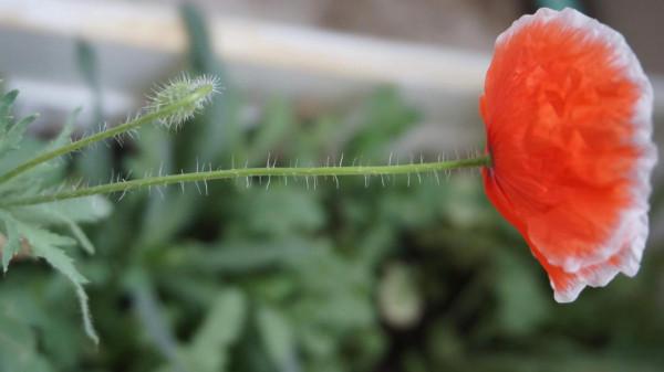 我在宿舍養植物 我在宿舍養植物