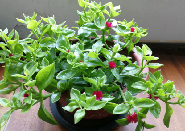 退休老王養啥旺啥,憑什麼?用上這些好方法,太給力了 退休老王養啥旺啥,憑什麼?用上這些好方法,太給力了