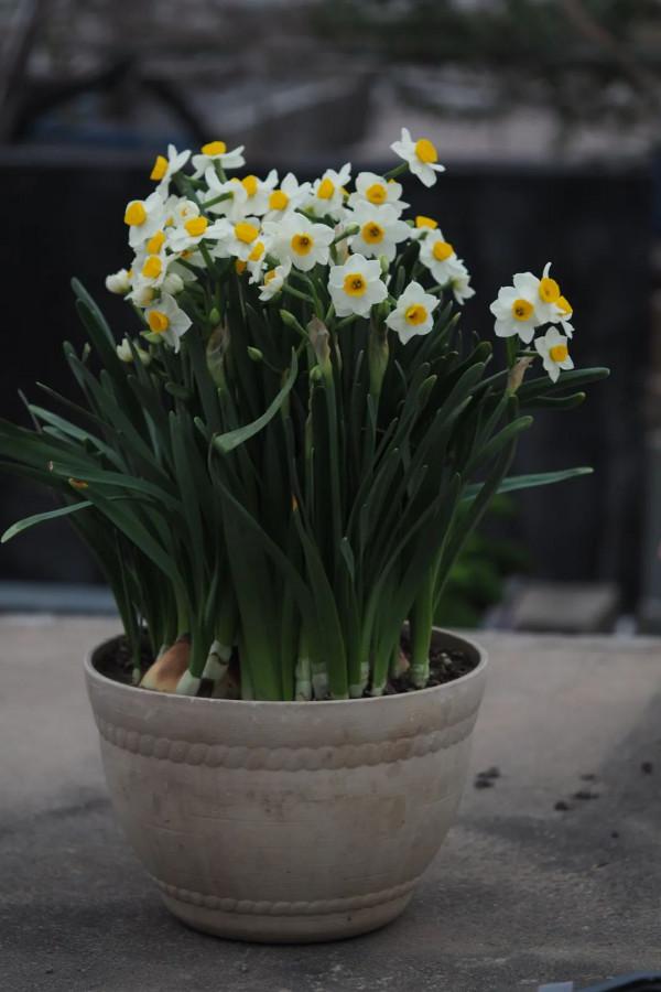 春節，來逛廣東花市嗎？丨花顏鳥語