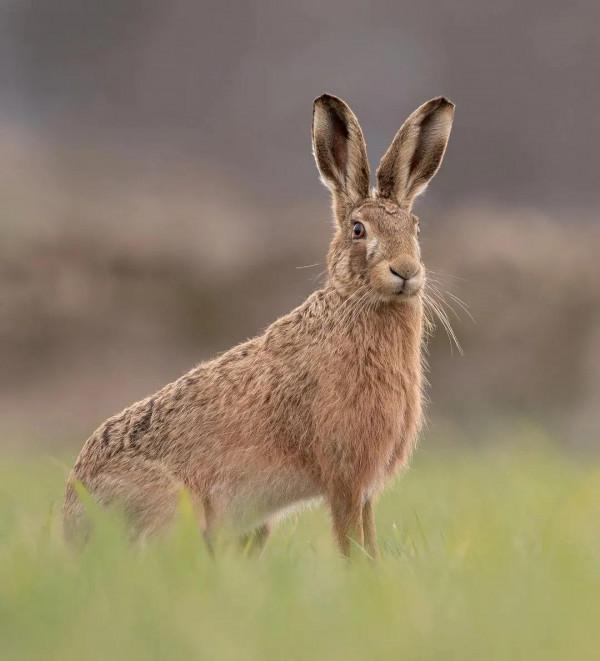 自然風·動物桌布(第十七期)——呦呦鹿鳴