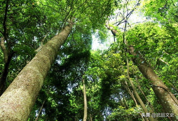 一寸楠木一寸金，既然金絲楠木如此珍貴，那麼為何沒人去種植？