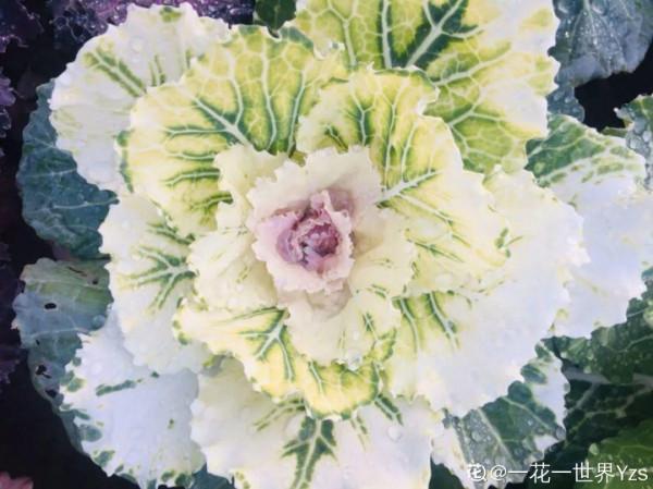 適合秋天養的12種花,耐陰又耐寒,秋冬長得更精神 適合秋天養的12種花,耐陰又耐寒,秋冬長得更精神