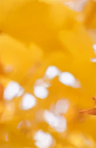 五龍新城匯愛幼稚園“匯”眼看世界大戶外再啟程，深秋下的植物園