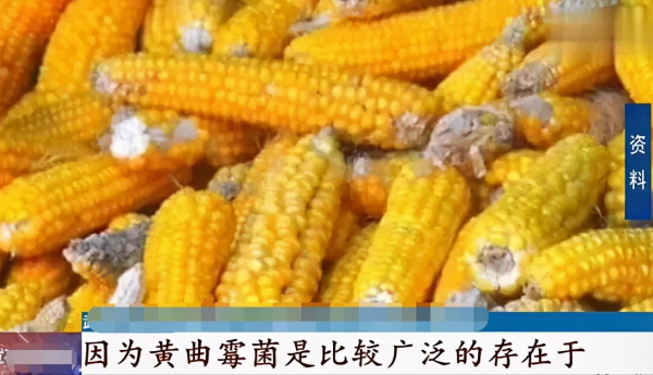 女子收玉米得肺炎?發黴的玉米多可怕?養羊的更要看 女子收玉米得肺炎?發黴的玉米多可怕?養羊的更要看
