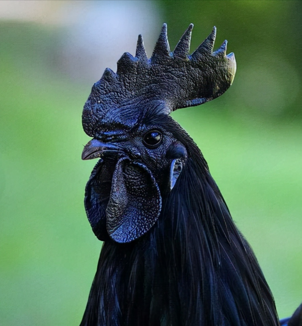 盤點八種昂貴的&OpenCurlyDoubleQuote;黑色神獸&rdquo;，黑雞也能價值一套房？黑虎僅剩6只