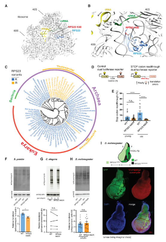 衰老的“元兇”找到了！Cell子刊：增加蛋白質合成的保真性可延長壽命