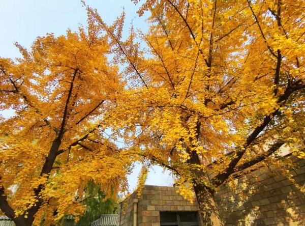 北京玉淵潭公園：如詩如畫的秋日美景