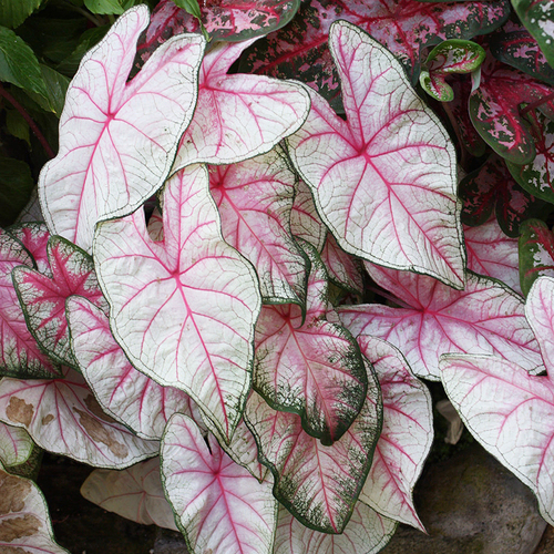 8種“漂亮花”別曬大太陽，一曬就耷拉，客廳不見光，養成綠森林