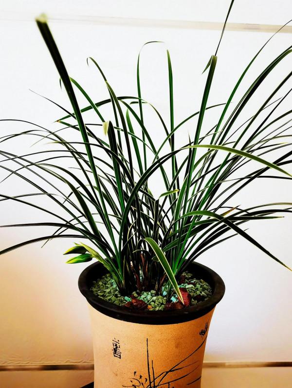 一盆蘭花，一個世界