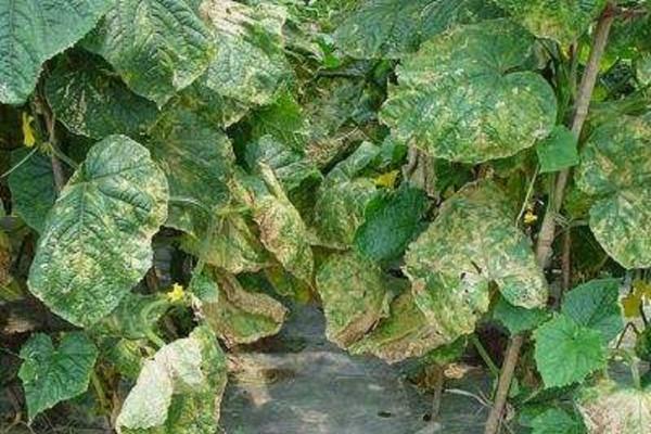 土黴素的農業妙用，可以防治瓜果蔬菜上各種問題的小妙招