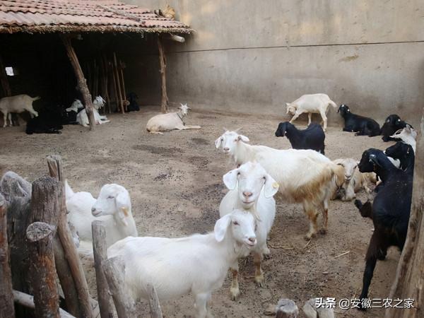 怎麼養殖降低風險,適合新手學習的養殖經驗,今天免費分享給大家 怎麼養殖降低風險,適合新手學習的養殖經驗,今天免費分享給大家