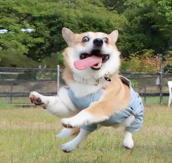 日本網友分享萌寵柯基的日常，每一張曬圖都堪稱行走的表情包