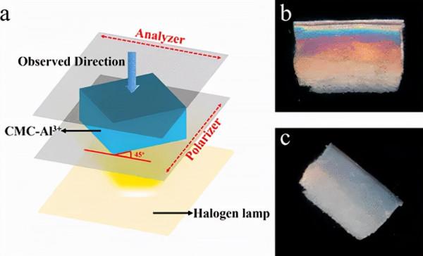 用於應變感測器的梯度擴散各向異性羧甲基纖維素水凝膠